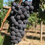 ブルゴーニュワインのブドウ品種について