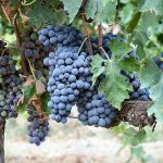 イタリアワインのブドウ品種（地場品種）
