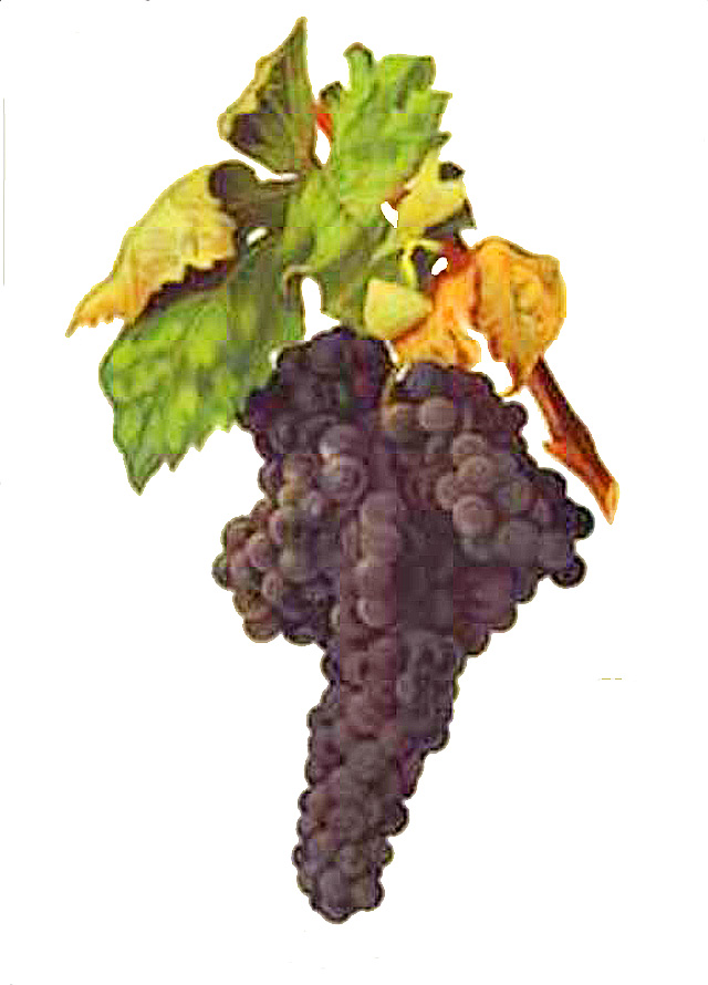 スペインワインの主要ブドウ品種 ワイン ノーブル