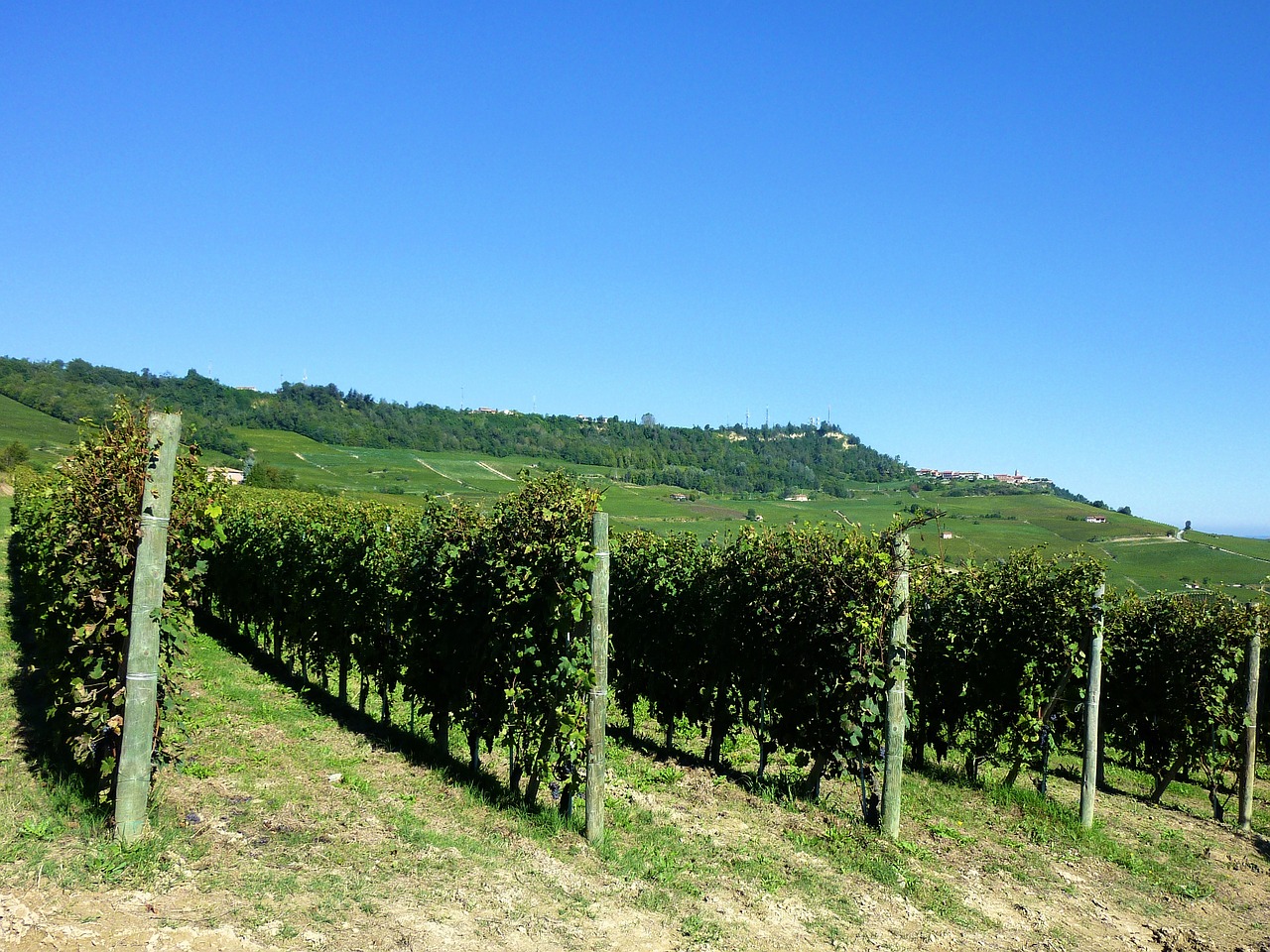 イタリア中部 トスカーナ州のブドウ畑