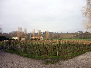 ポムロールのブドウ畑